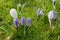 White and violet Crocus savitus Saffron woke up in spring from w