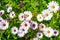 White and violet daisies in the garden