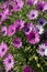 White and violet daisies in the garden