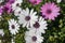 White and violet daisies in the garden