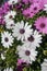 White and violet daisies in the garden