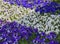 White and violet flourishing pansies