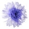 White-violet flower chrysanthemum, garden flower, white isolated background with clipping path. Closeup. no shadows. blue centr