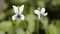 White violet flowers