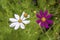 White an violet groundsel flowers