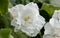 White violet, just blossomed, flowers on the windowsill