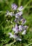 White and violet petals (astragalus alpinus)