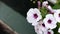 White and violet petunia flowers moving on wind outdoors.