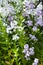 White and violet / purple alyssum Lobularia maritima flowers