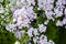 White and violet / purple alyssum Lobularia maritima flowers