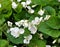 White violets bloom on the flower bed