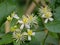 White  Virginia virgin`s bower flowers and gree leafs