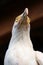 White vulture