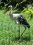 White Wading Bird