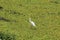 White wading bird in Green Pond Cress