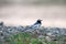 White wagtail