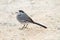 White Wagtail