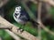 White Wagtail