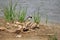 White wagtail