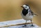 White Wagtail