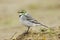 White Wagtail