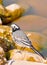 White wagtail