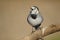 White Wagtail - AlvÃ©ola branca - Motacilla alba