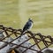 White wagtail in Barcelona.