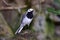 White wagtail bird