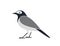 White Wagtail bird. Isolated white wagtail bird on white background