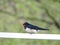 White wagtail bird , Lithuania