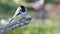 White wagtail bird Motacilla alba