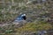 White wagtail bird Motacilla alba on grass.