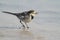 White Wagtail bird, Motacilla alba singing