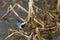 White wagtail bird motacilla alba standing on reed stalk