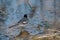 White wagtail bird Motacilla alba in water near lake