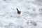 White Wagtail bird walking on accumulated ice on the ground after a  snowfall