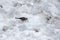 White Wagtail bird walking on accumulated ice on the ground after a  snowfall