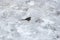 White Wagtail bird walking on accumulated ice on the ground after a  snowfall