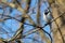 White wagtail on the branch of tree in April
