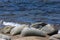 White Wagtail.Cape Stolbchaty. Cape on the west coast of the isl