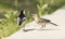 White wagtail on the ground feeds its chick, chick begs for food