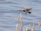 A White Wagtail landing