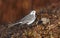 White wagtail (motacilla alba)