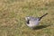 White wagtail Motacilla alba