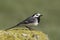 White Wagtail (Motacilla alba)