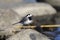 White wagtail, motacilla alba