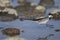 White wagtail, motacilla alba