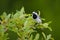 White wagtail Motacilla alba bird on a tree twig over green nature background