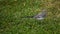 White wagtail -Motacilla alba- on grass